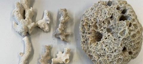 Artengeschützte Korallen am Flughafen Köln-Bonn