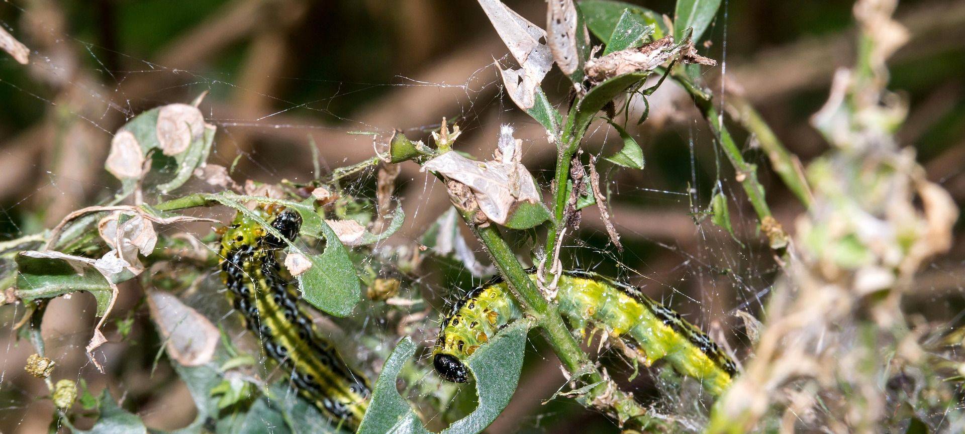 Buchsbaum-Raupen in der Biotonne entsorgen