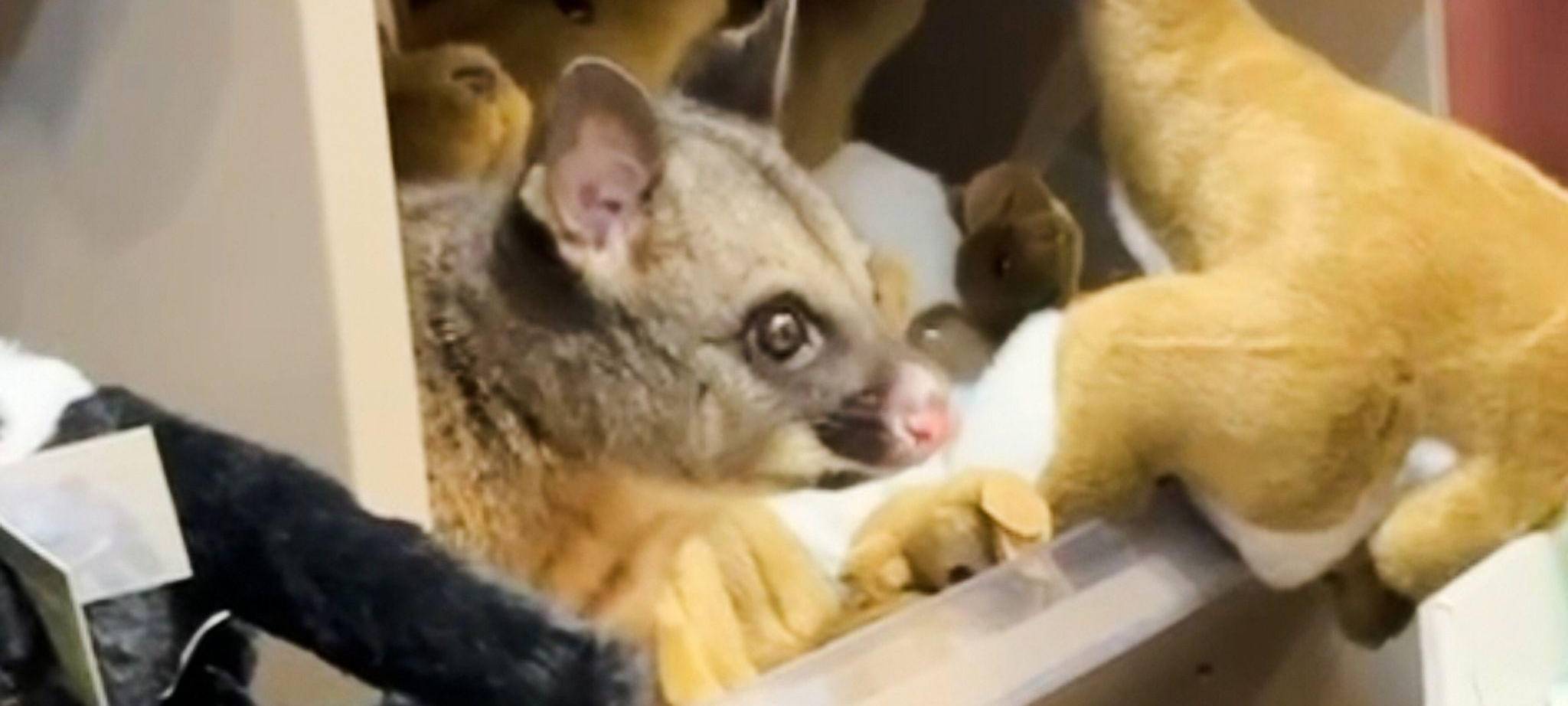 Possum versteckt sich zwischen Plüschtieren