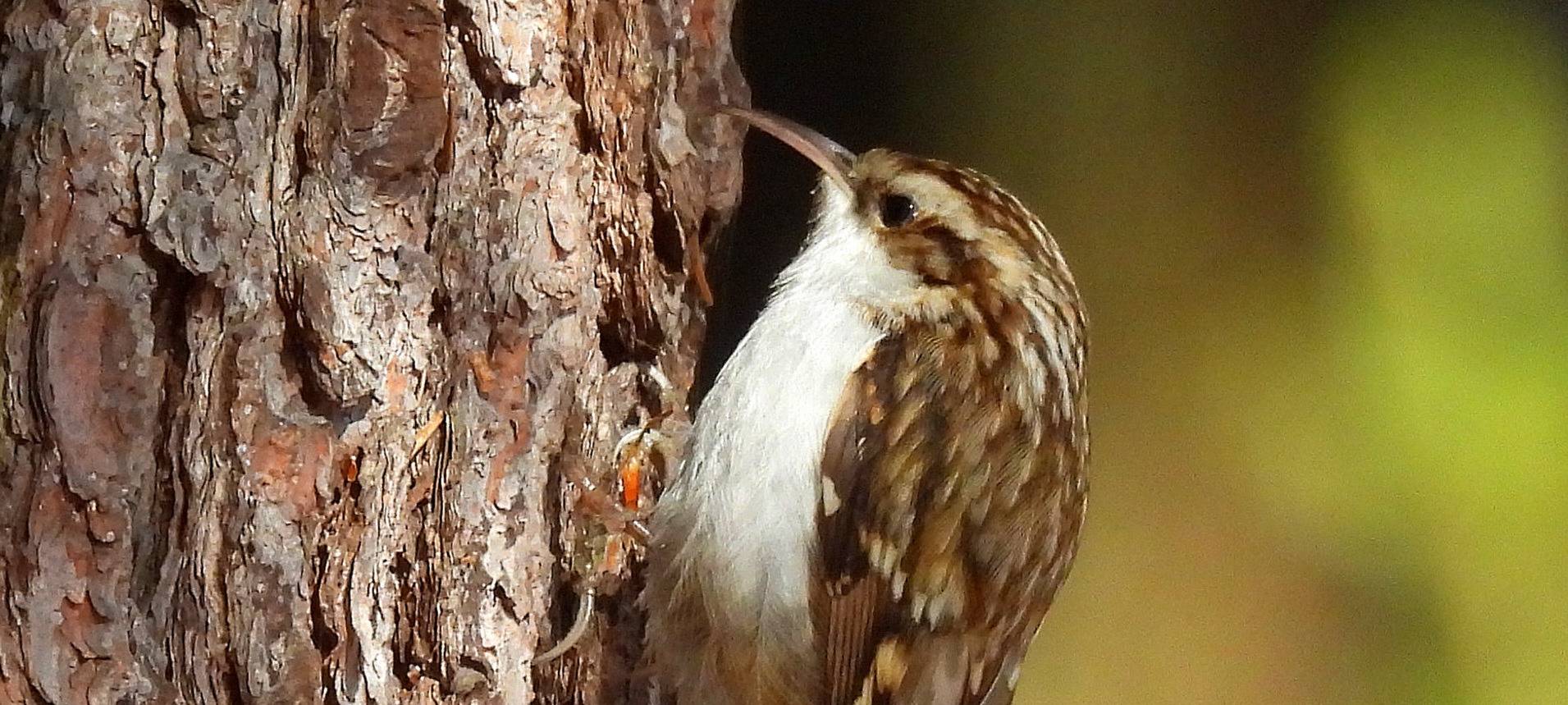 Ein Gartenbaumläufer pickt Baumrinde