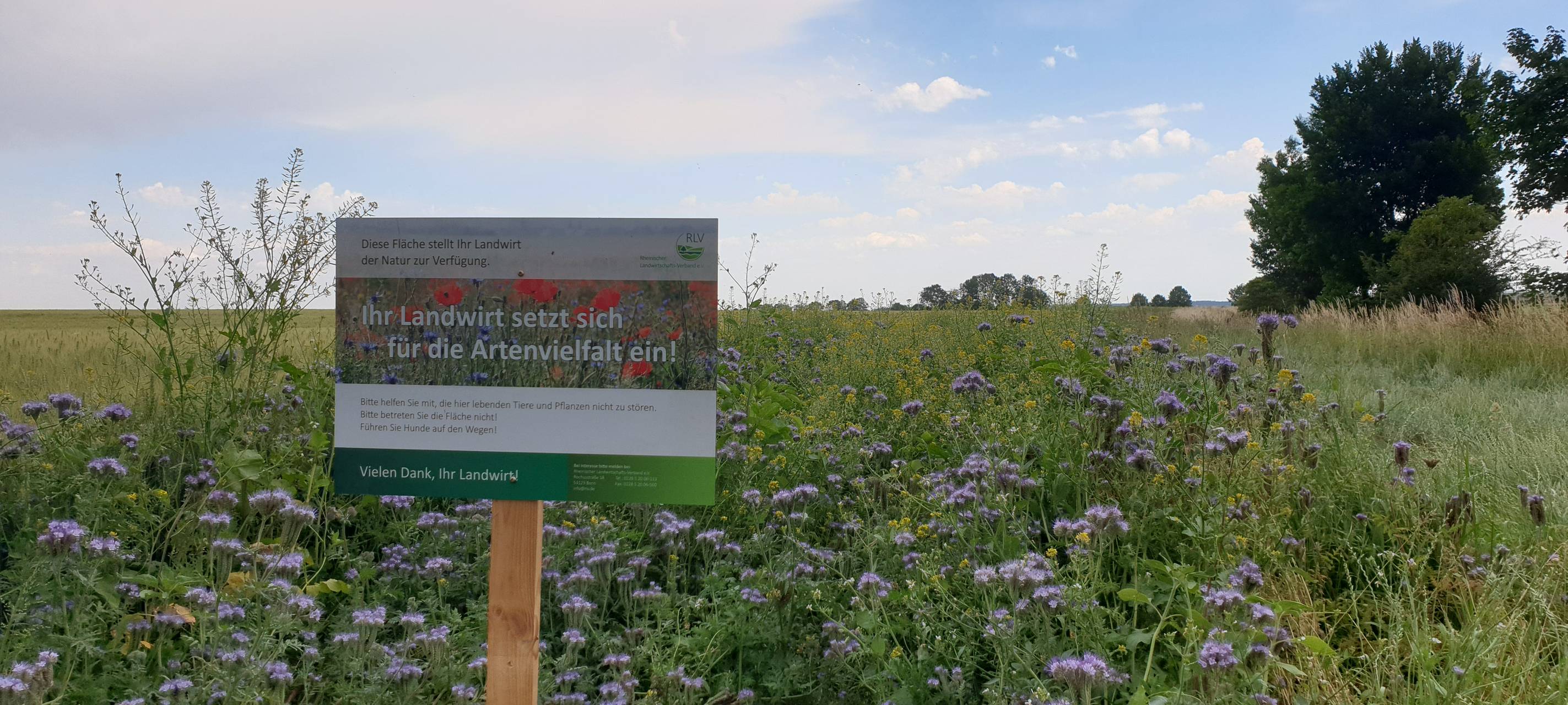 Blühwiesen für den Kreis Euskirchen