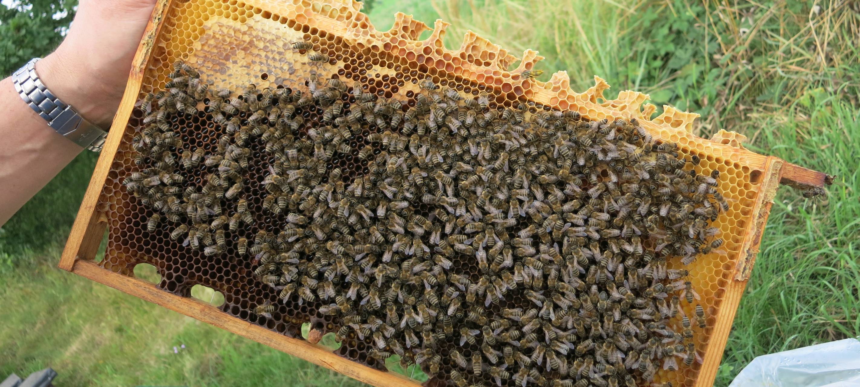 Diebe stehlen Bienenkönigin