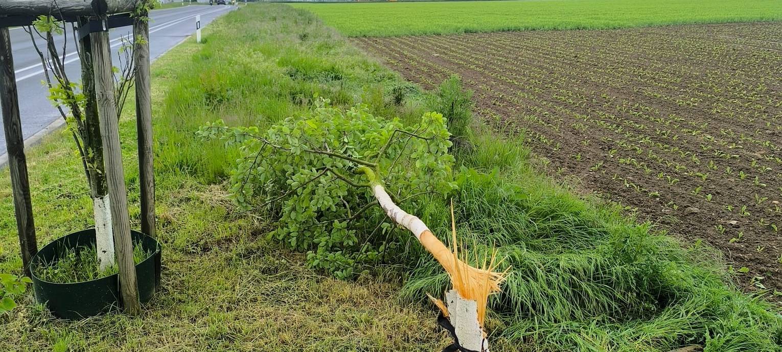 Baum in Zülpich wohl mutwillig zerstört