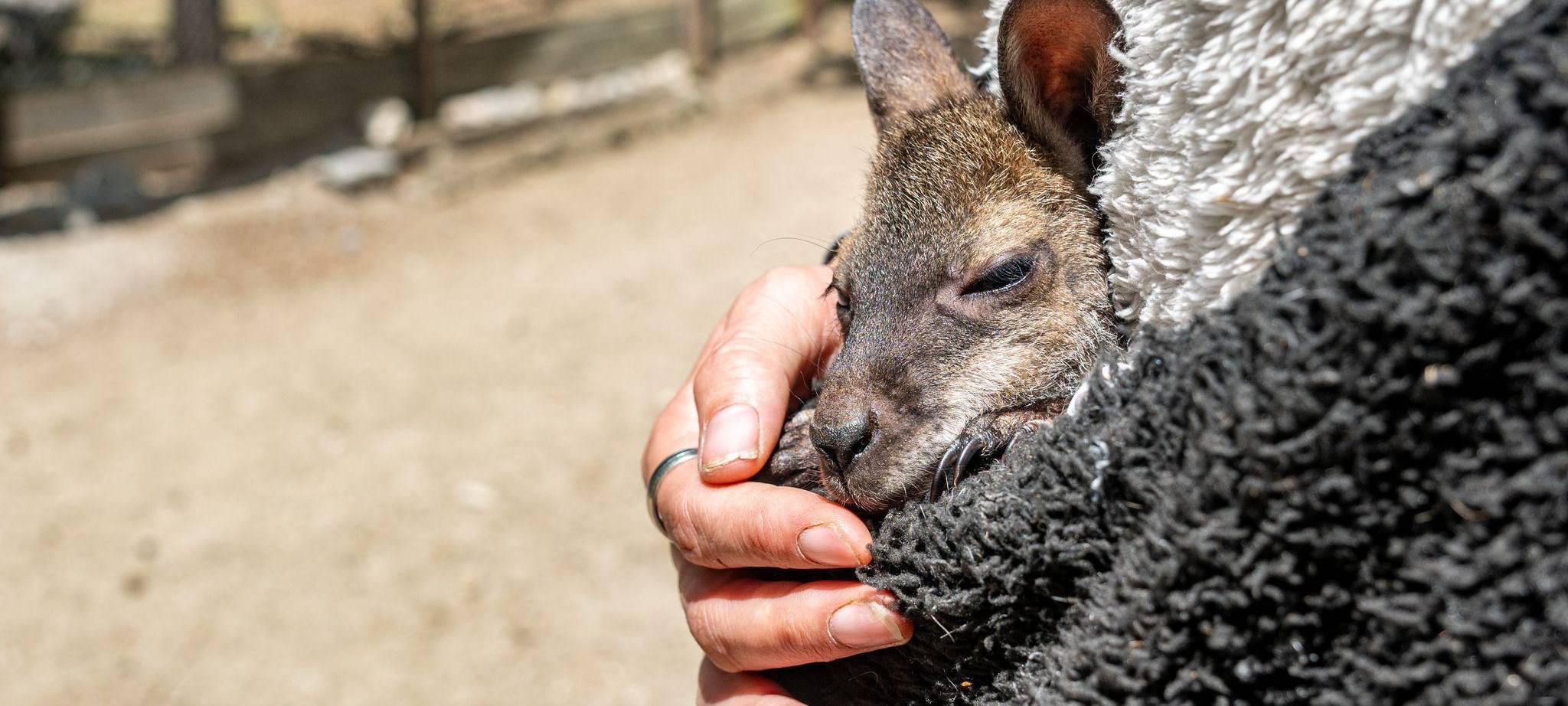 Tierpark-Chefin zieht Känguru-Baby im Pulli auf