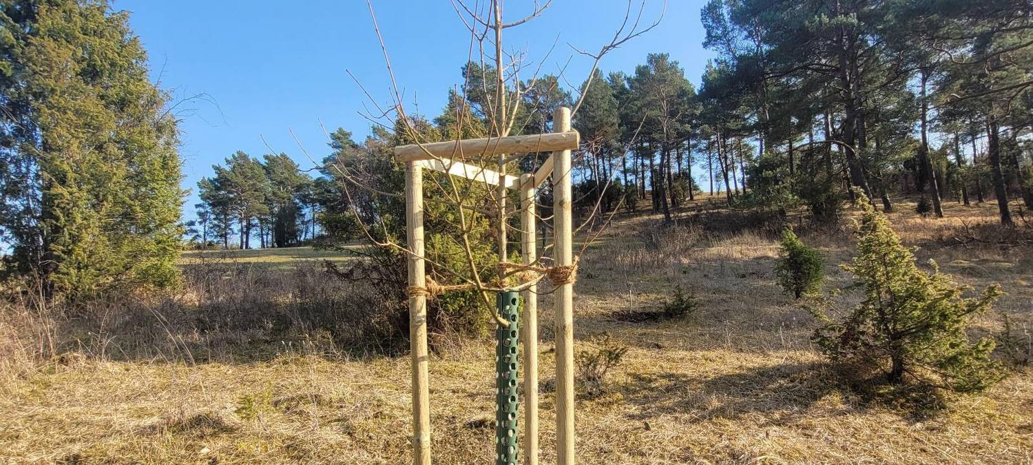 Kreis Euskirchen verschenkt Bäume für Gärten