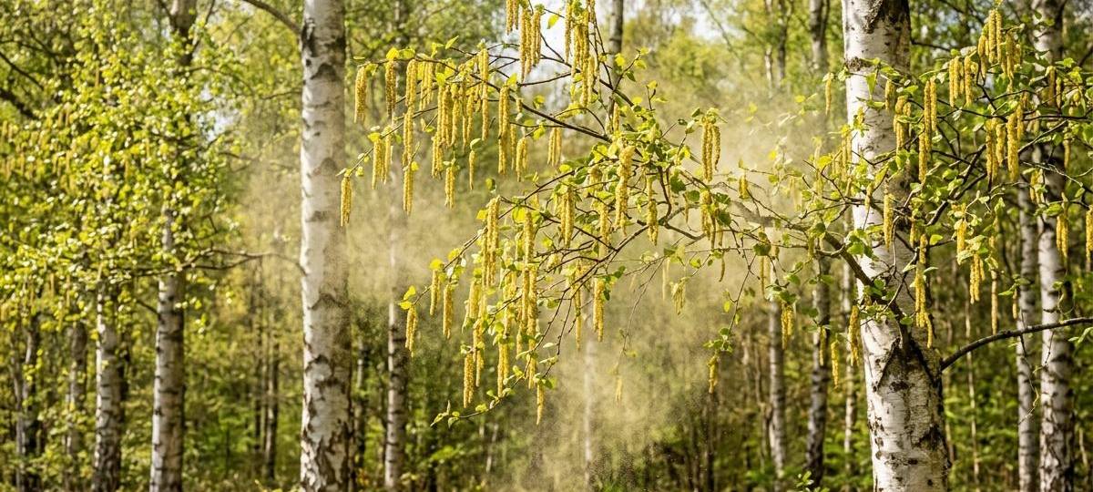 Apotheker: Starke Pollenbelastung im Kreis Euskirchen