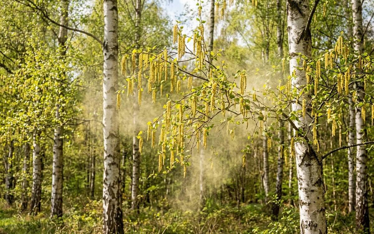 Apotheker: Starke Pollenbelastung im Kreis Euskirchen