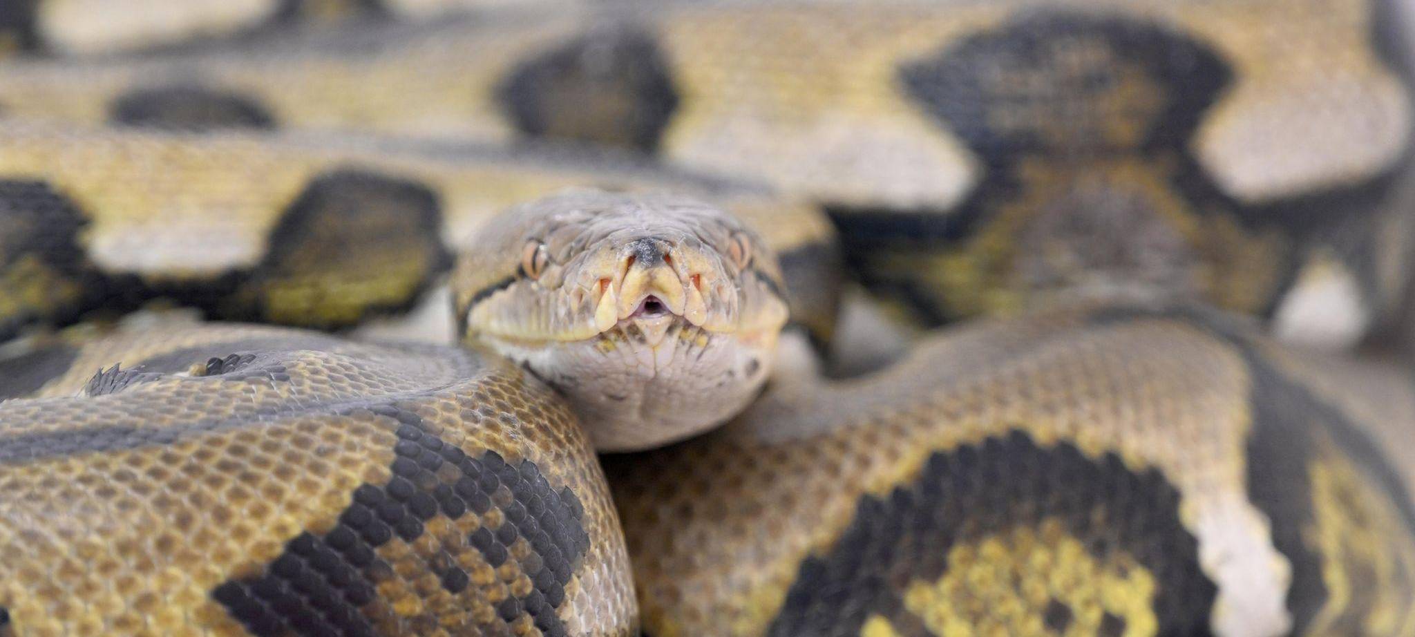 Netzpython