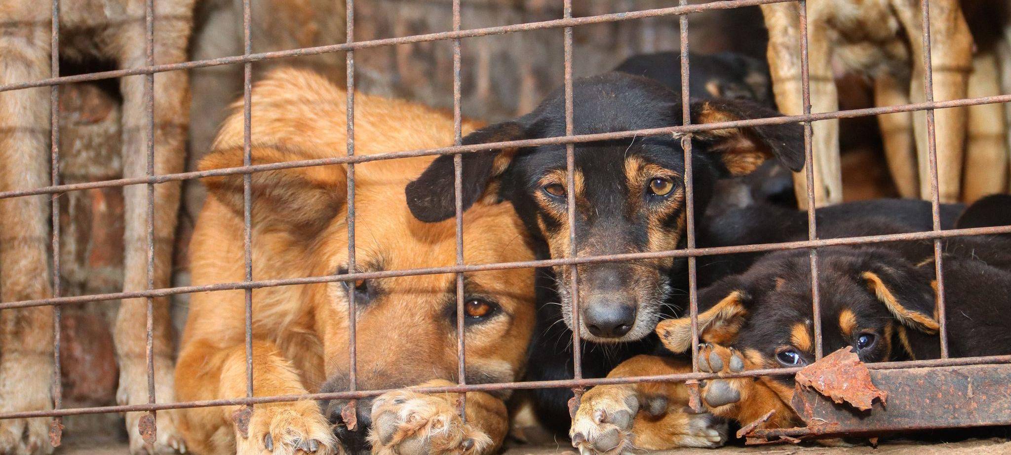 Missbrauchte Hunde in Uganda