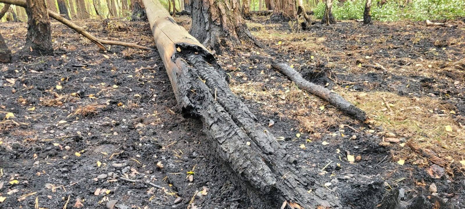 Lagerfeuer löste wohl Waldbrand bei Mechernich aus