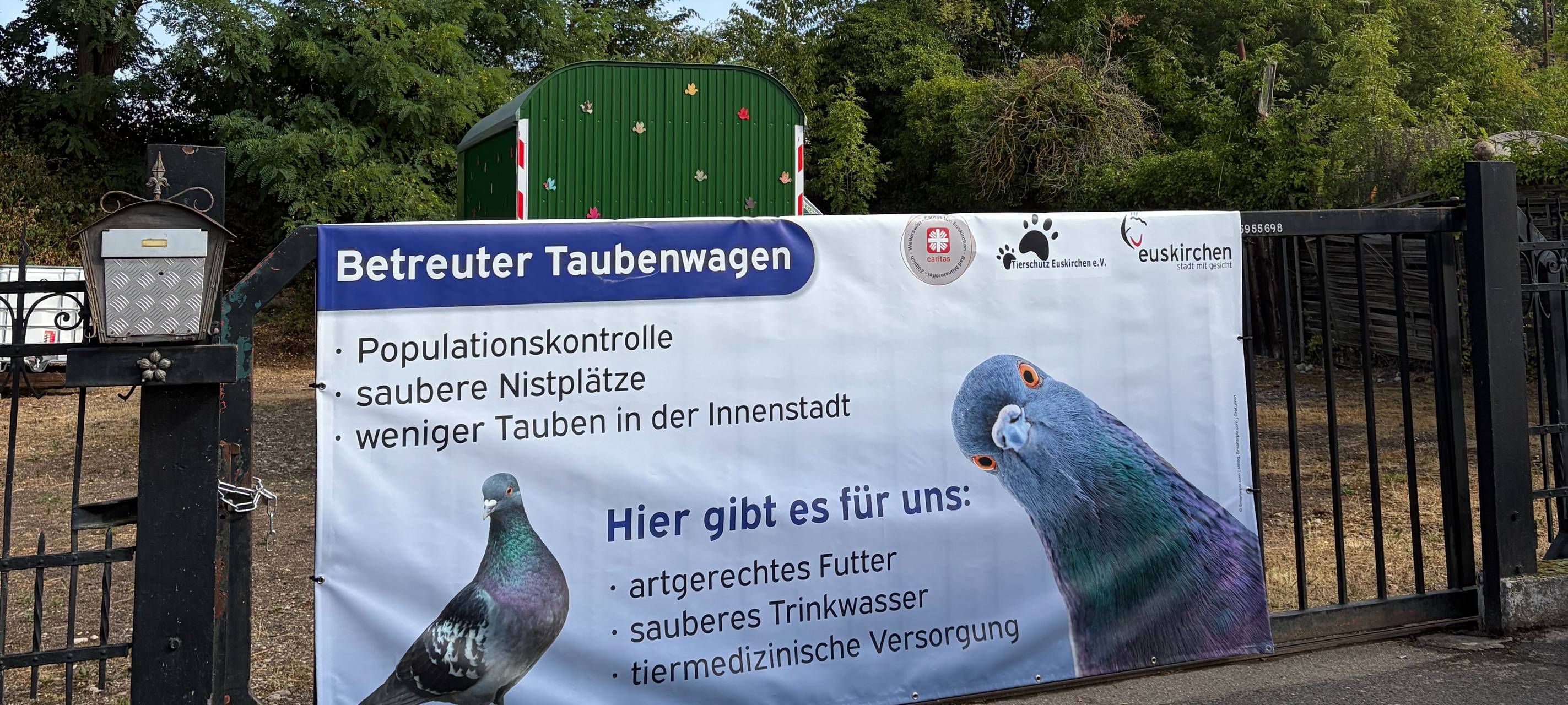 Taubenwagen soll Taubenpopulation in Euskirchen verringern