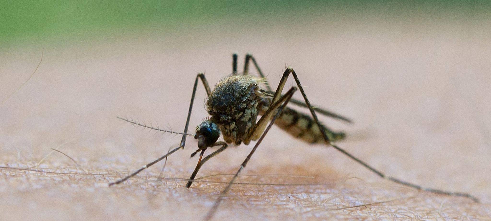 Mücke saugt Blut am Arm eines Mannes