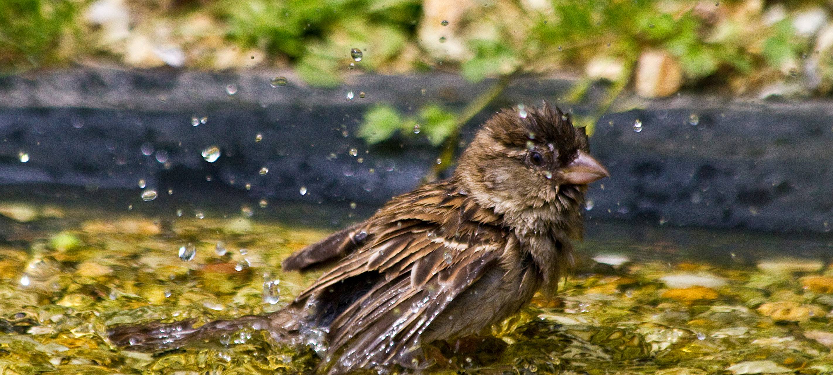 NABU: bei der Hitze Vogeltränken aufstellen