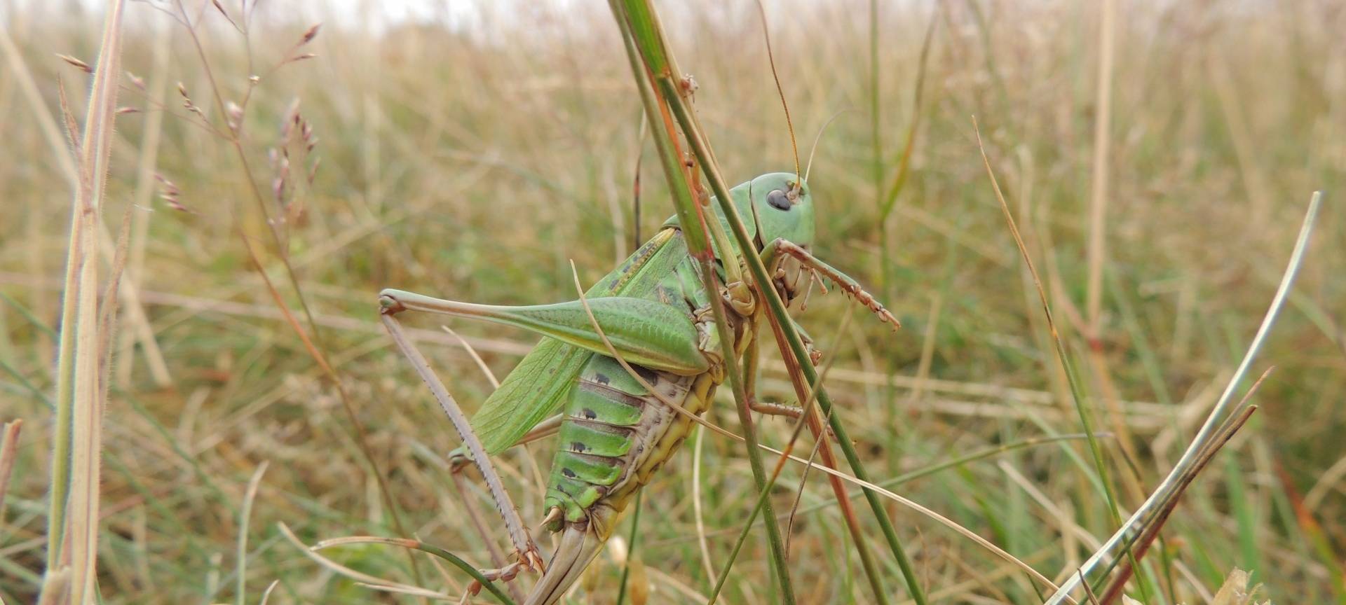Warzenbeißer fühlen sich wohl im Nationalpark Eifel