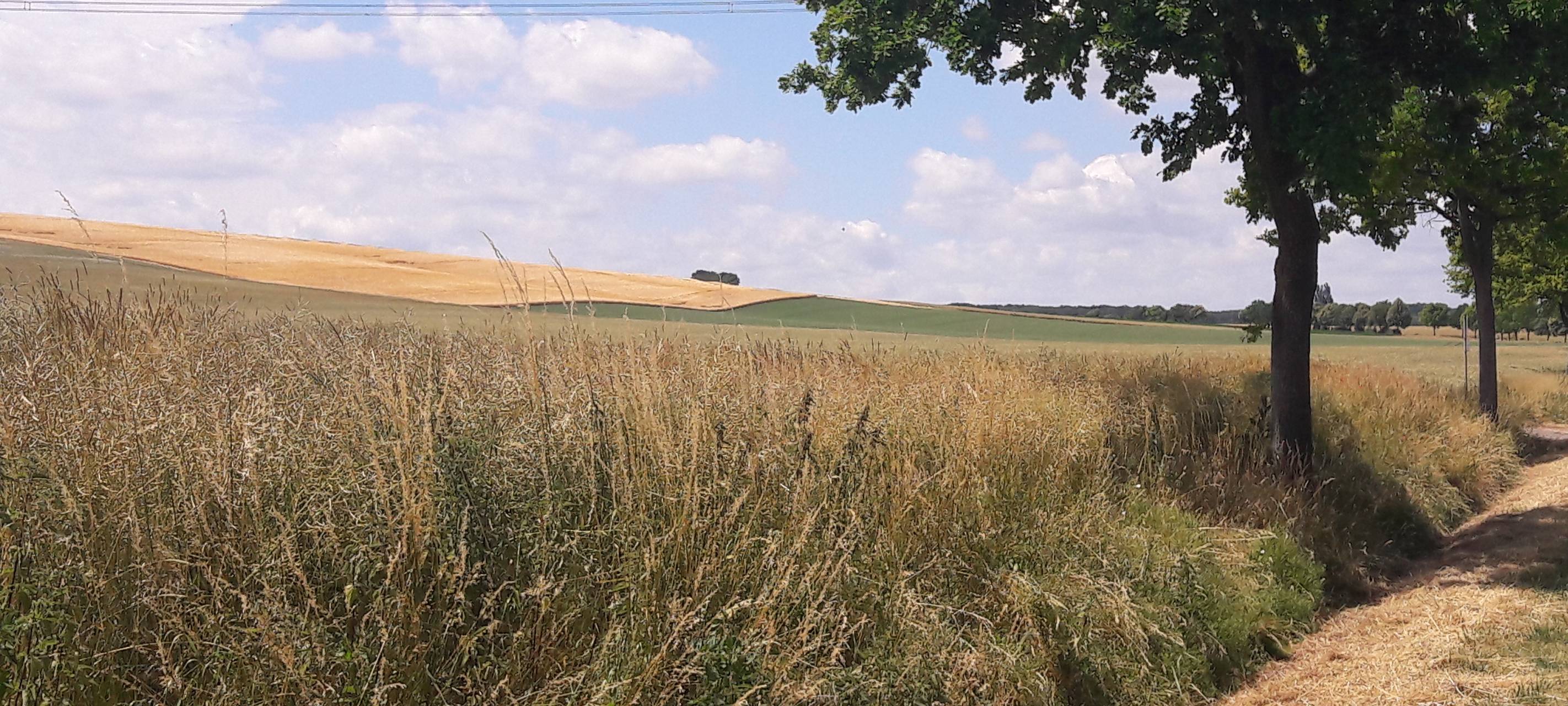 Trockenheit führt zu erhöhter Wald- und Flächenbrandgefahr