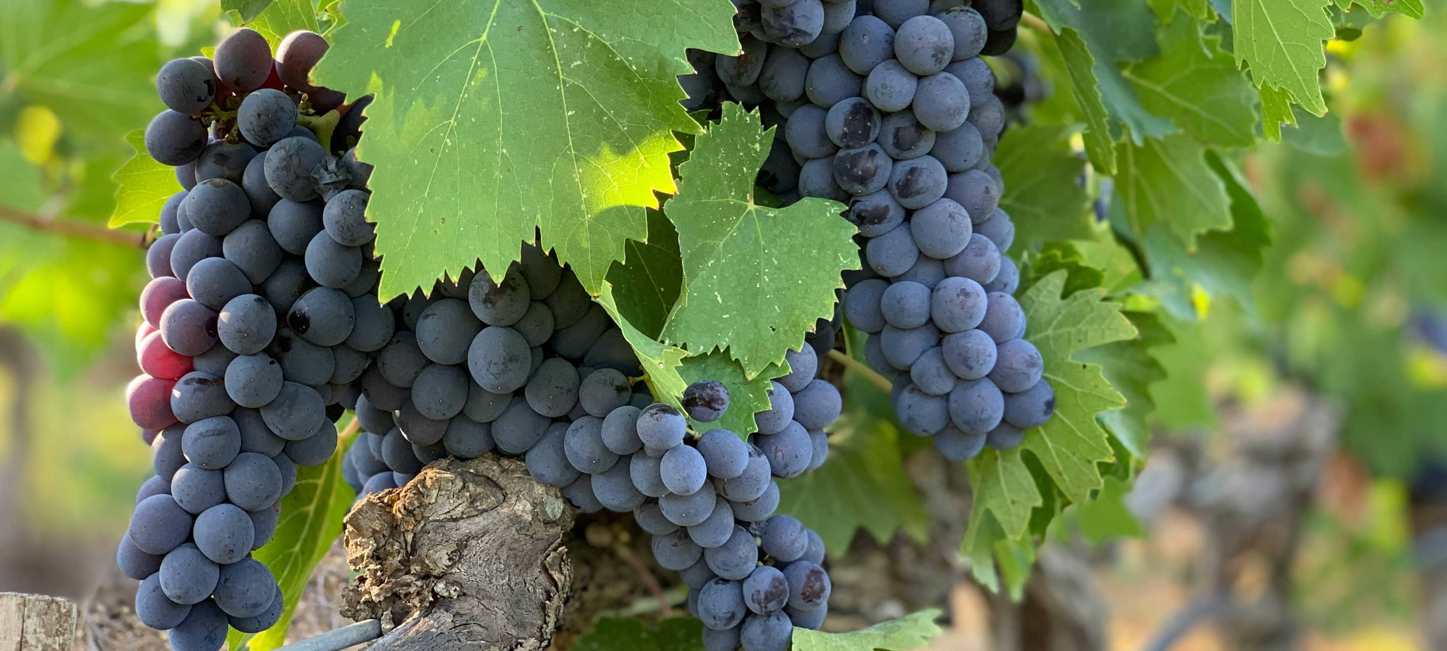 26.09. Zülpicher Weinfest
