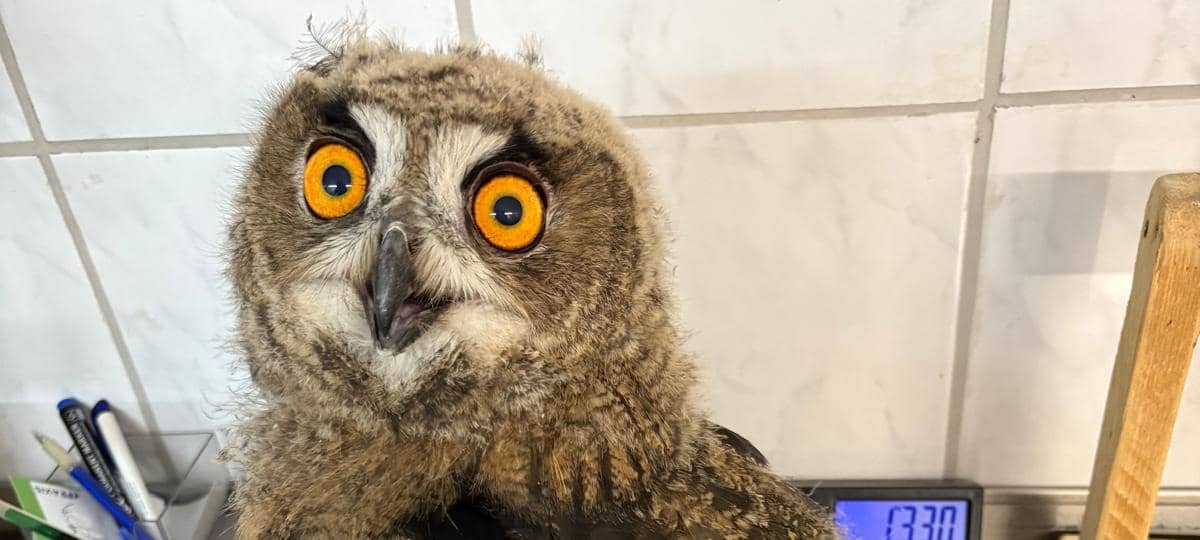 Greifvogel-Pflegestation in Zülpich sucht Nachfolger