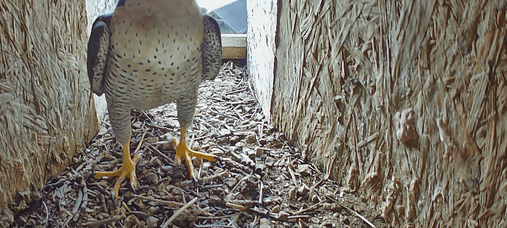 Falkenpaar brütet in Vogelsang