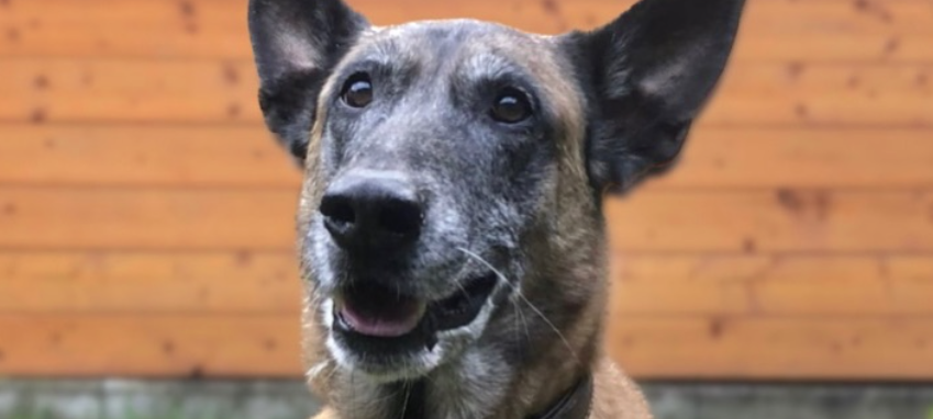 Euskirchener Polizeihund Odin geht in Rente