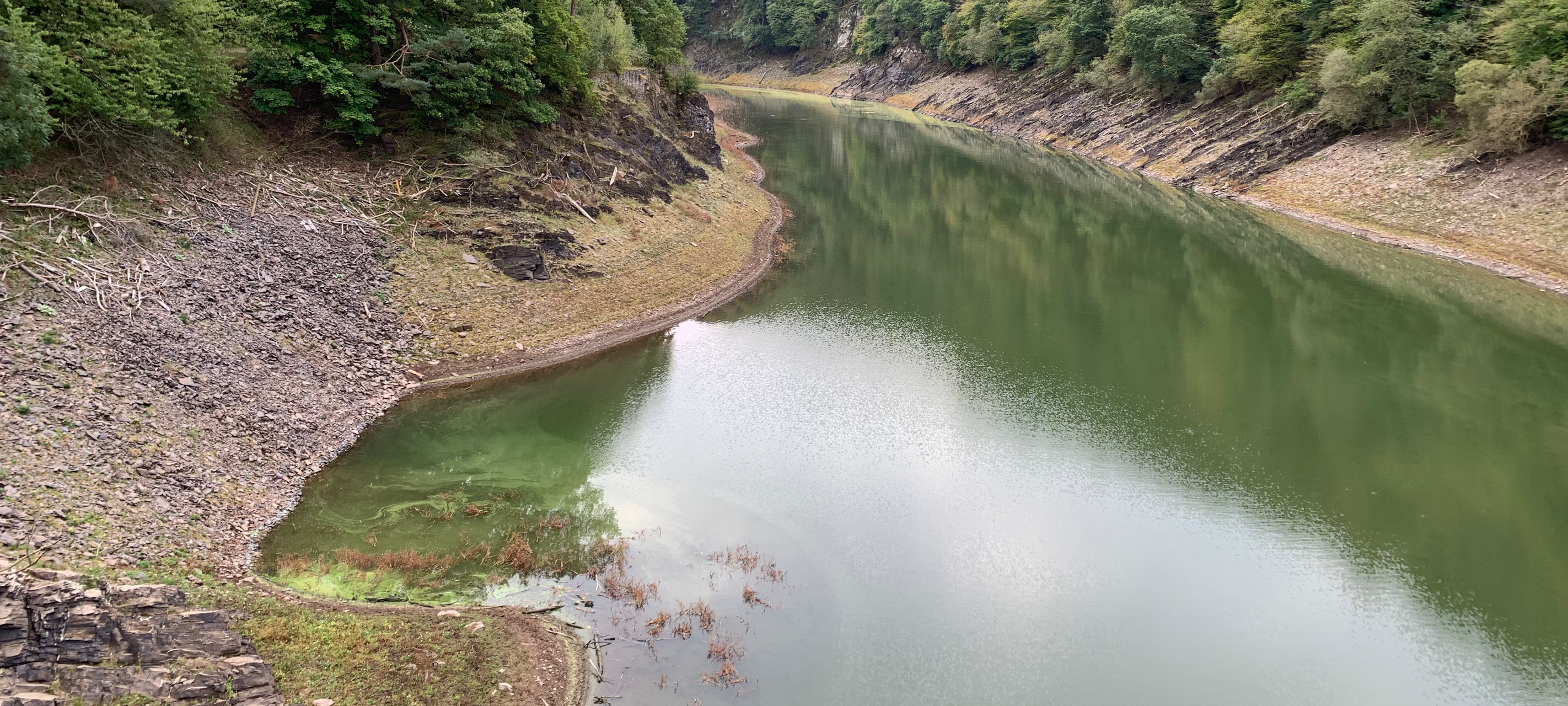 Blaualgen am der Urfttalsperre und am Eiserbachsee
